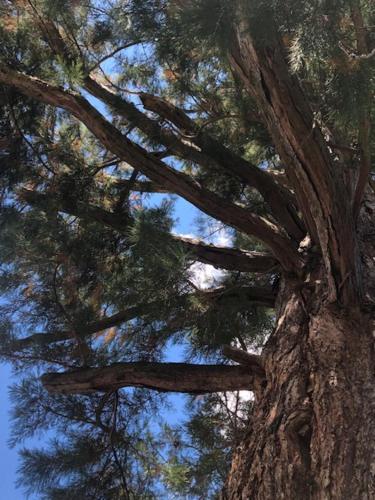 a close up of a large pine tree at La Chaumière, Formule maison entière in Colmars