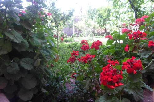 a garden filled with red flowers and green plants at Ryad-IGRANE in Ouarzazate