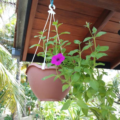 Κήπος έξω από το Patini Bungalows - Beach Garden
