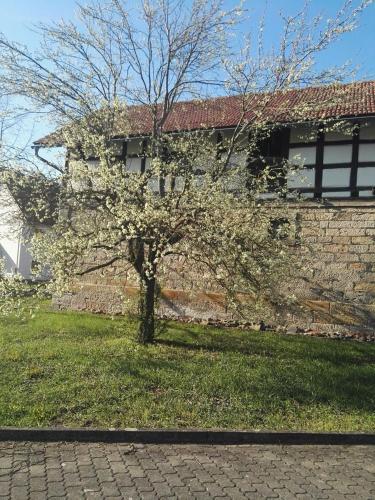 a tree in the grass in front of a building at Gästehaus zum Gesundheitszentrum Matz in Sulzdorf an der Lederhecke