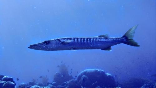 a fish swimming in the water near a reef at Daroyen Village in Kri
