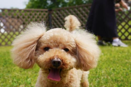 a small brown dog with its tongue out at 備北丘陵公園　湖畔ステイズ庄原 in Shōbara
