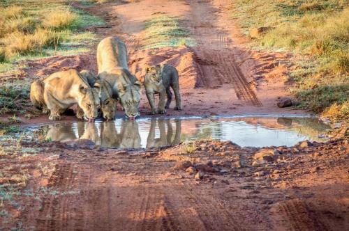 Animales en el lodge o alrededores