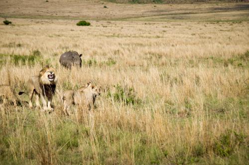 Animales en el lodge o alrededores