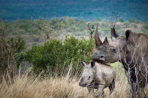 Animales en el lodge o alrededores