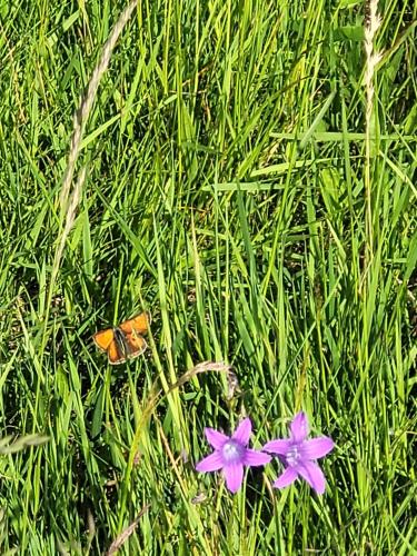 a butterfly and two purple flowers in the grass at Forest Camp Dom w Górach Sowich in Michałkowa