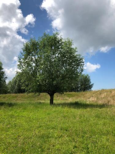 a tree in the middle of a grassy field at B&B de Tol in Hulst