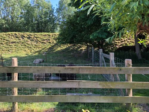 a sheep behind a fence in a field at B&B de Tol in Hulst