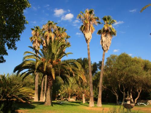 a group of palm trees in a park at Finca Hotel Rural Predio Son Serra in Can Picafort