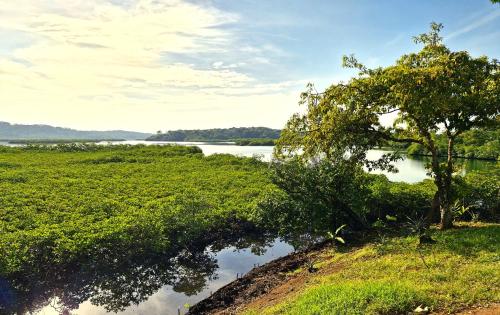 a body of water with a tree in the grass at La Purita Ecolodge in The Gap