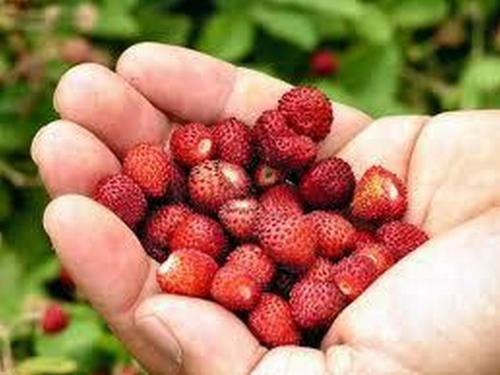 a person holding a handful of strawberries at Hotel La Carruba in Cetraro