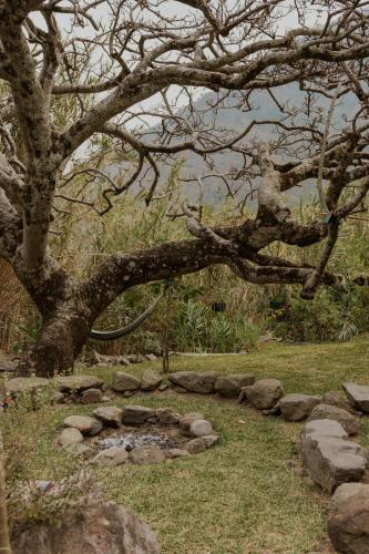 a tree with a branch and rocks under it at Saasil Retreat in Tzununá