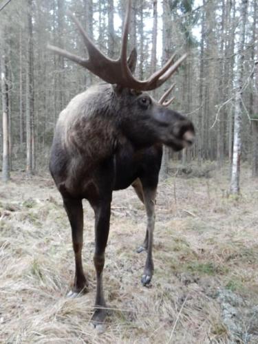 a moose with large antlers standing in the woods at Vakantievilla Värmland, Zweden in Filipstad
