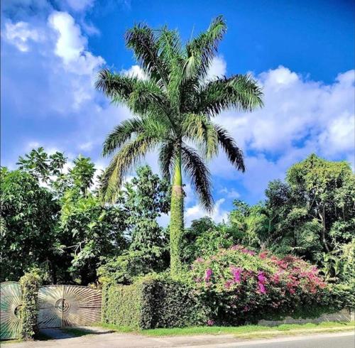 a palm tree in a garden with a fence and flowers at Real Jamaica - 5 Cabins right beside the sea in Oracabessa