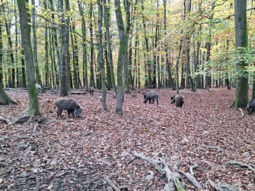a group of black bears walking through a forest at Chalet 139 Hakuna Matata in Durbuy
