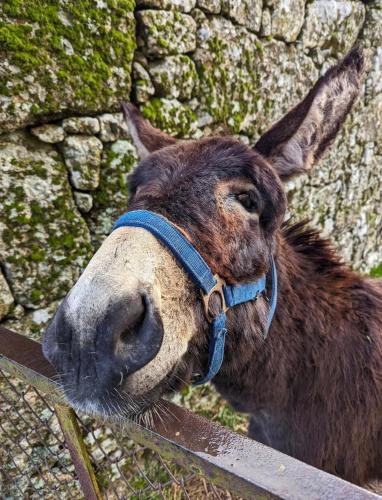 a donkey is standing next to a fence at Casa da Burra in Alijó