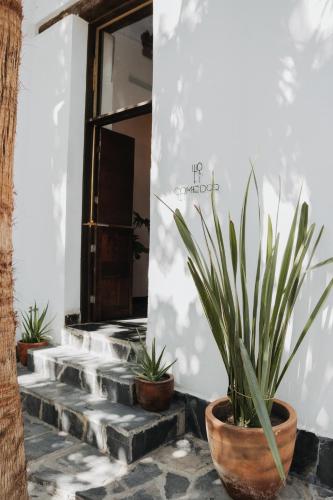 a group of potted plants sitting on a set of stairs at Casa Raco - Parras de la Fuente in Parras de la Fuente