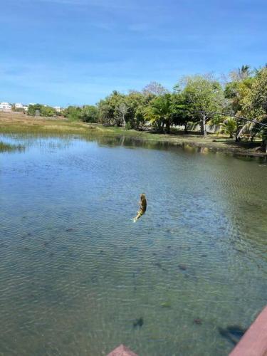 a dog swimming in the water in a lake at Praia da Espera - Paraíso em Itacimirim - Quinta das Lagoas Reserva in Monte Gordo