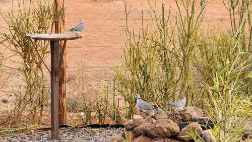 three birds sitting on rocks next to a bird feeder at Amanya 3-Bedroom Hut Amboseli in Amboseli