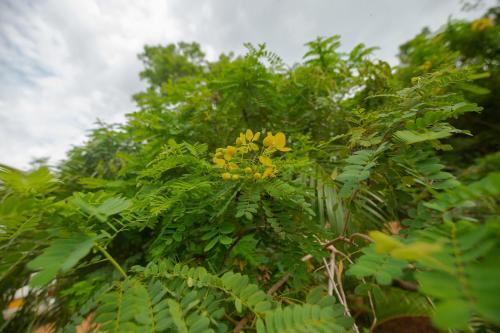 a tree with yellow flowers and green leaves at Lake Side Resort in Kekirawa