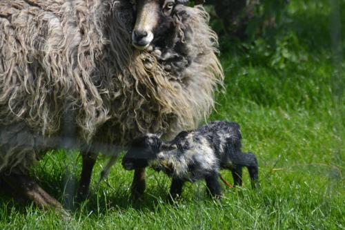アパートメントの敷地内または近くにいる動物