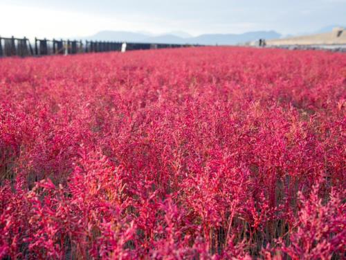 a field of pink plants with a fence in the background at Hotel New Otani Saga in Saga