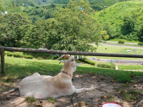 a goat laying in the grass looking at a road at Hotel New Otani Saga in Saga