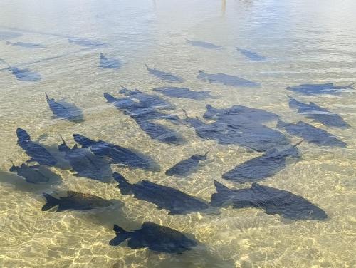 a flock of fish swimming in the water at Casa lagoa dos tambaquis in Estância