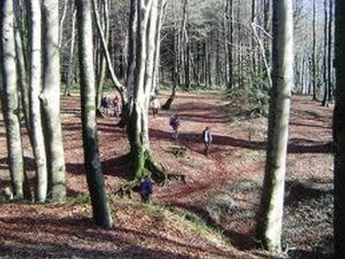 a forest with trees and people walking down a dirt road at Hotel La Carruba in Cetraro