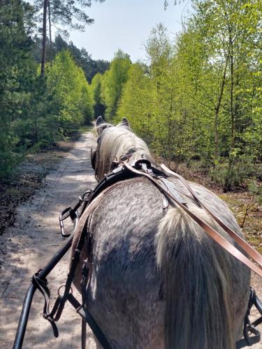 a horse is walking down a dirt road at Agroturystyka Polana Harmonii in Przytoczna 