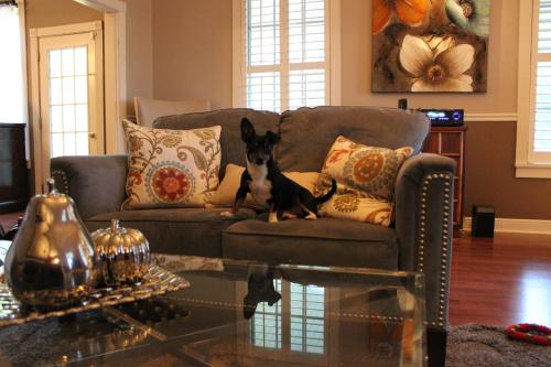 a dog sitting on a couch in a living room at Huffman House Bed & Breakfast in Minden