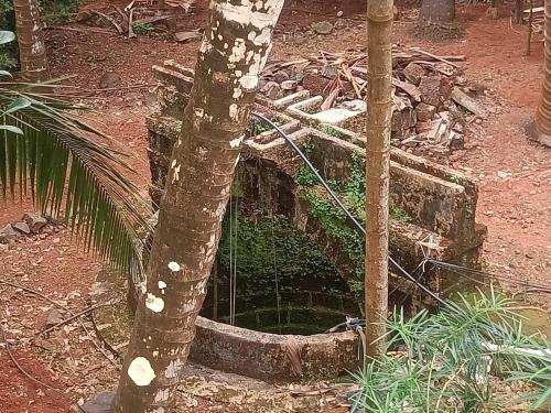 a tree with a hole in the ground next to a tree at Shantadurga Beachside Homestay in Guhagar
