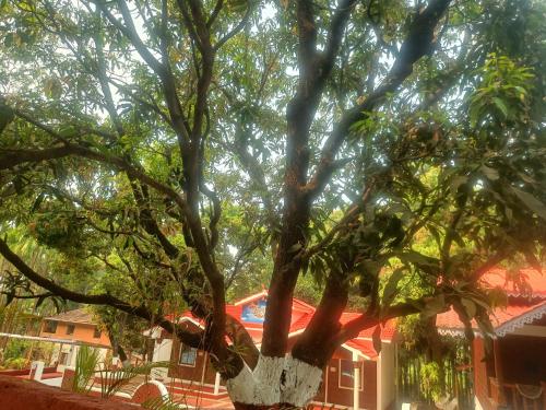 a large tree in front of a house at Shantadurga Beachside Homestay in Guhagar