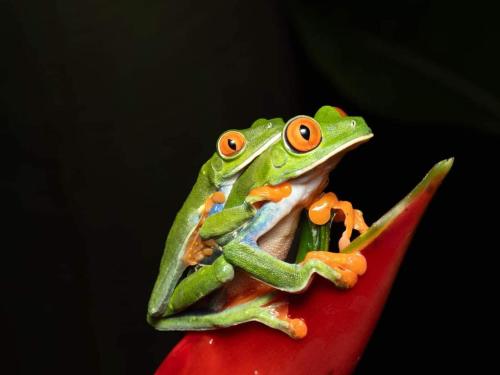 a frog sitting on top of a red flower at Cabaña Rural Ave del Paraíso in Fortuna