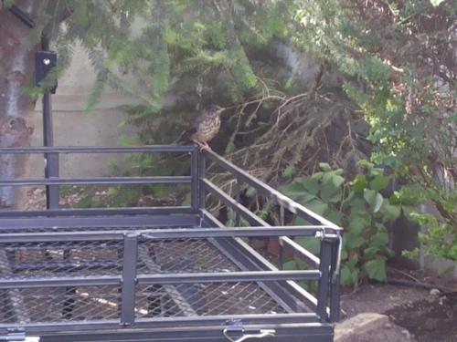 a bird sitting on top of a bench at VALYAK rent apart hotel - Servicios Integrales in Punta Arenas