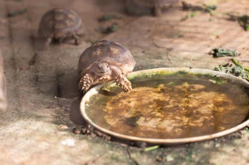 a tortoise standing next to a plate of food at Lodge du Ranch de Bandia in Sindia