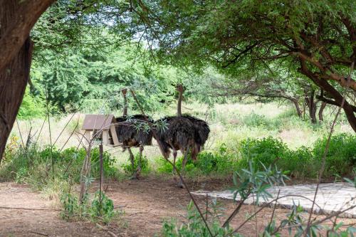 an ostrich standing in the grass under a tree at Lodge du Ranch de Bandia in Sindia