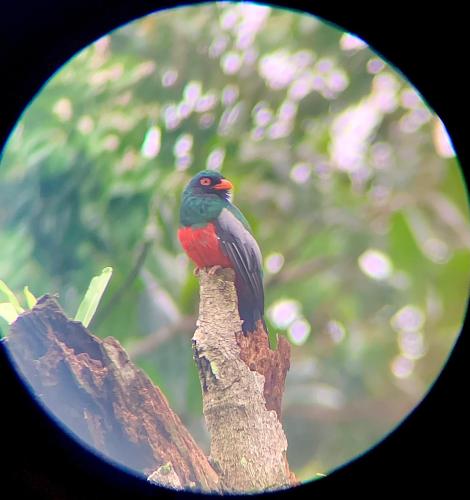 a bird sitting on top of a tree branch at H et L in Tortuguero