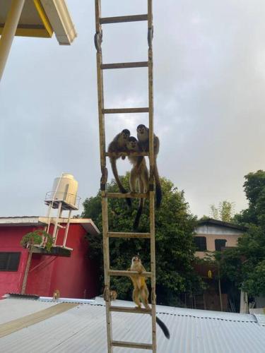 a group of monkeys sitting on a ladder at Apartamento en Manuel Antonio in Quepos