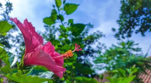 a pink flower in front of a tree at Bogor Valley Hotel in Bogor