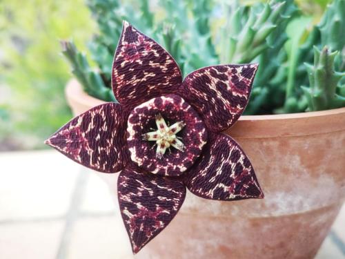 a red and black flower in a potted plant at Panorama Suite in Piazza Armerina