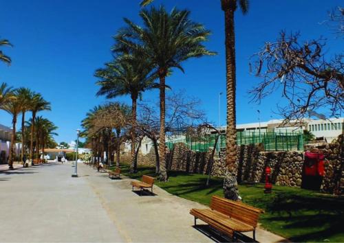 a row of benches in a park with palm trees at Luxury Sharm Hills Resort in Sharm El Sheikh