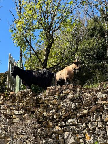 two animals standing on top of a stone hill at Gîte de Coussane 2 in Espalion