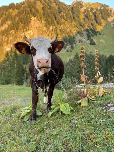 a brown and white cow standing in a field at Appart 8 pers ac Jacuzzi portes du soleil La Chapelle-Chatel in La Chapelle-dʼAbondance