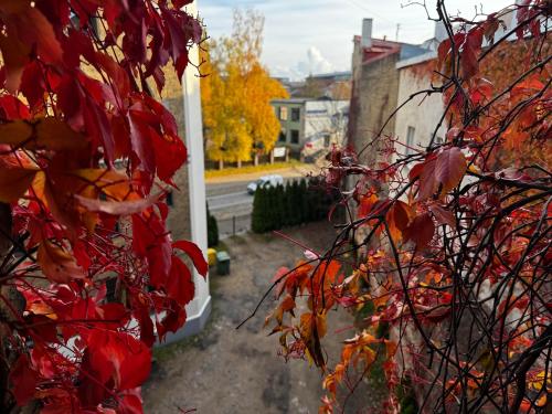 a tree with red leaves next to a building at ApartHotel Riga in Rīga
