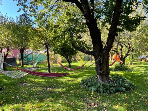 a hammock hanging from a tree in a park at Wąkop 6 Agroturystyka Eco in Nowa Słupia