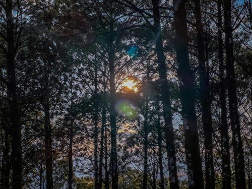 a forest with the sun shining through the trees at Cabañas Las Morenas Mazamitla in Mazamitla