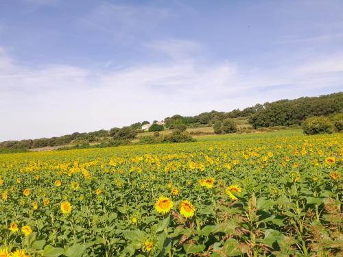 a field of sunflowers on a sunny day at Eco gîte des chênes in Colonzelle
