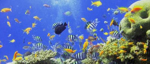 a school of fish in a coral reef at Le repère des Pirates in Les Abymes