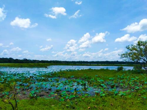 a large body of water with lots of plants at Lake Side Resort in Kekirawa